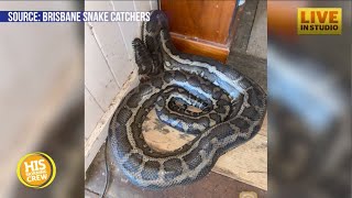 2 Pythons fall through a ceiling into a guy’s apartment!
