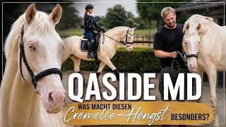 Qaside MD | Was macht diesen Cremello-Hengst besonders?