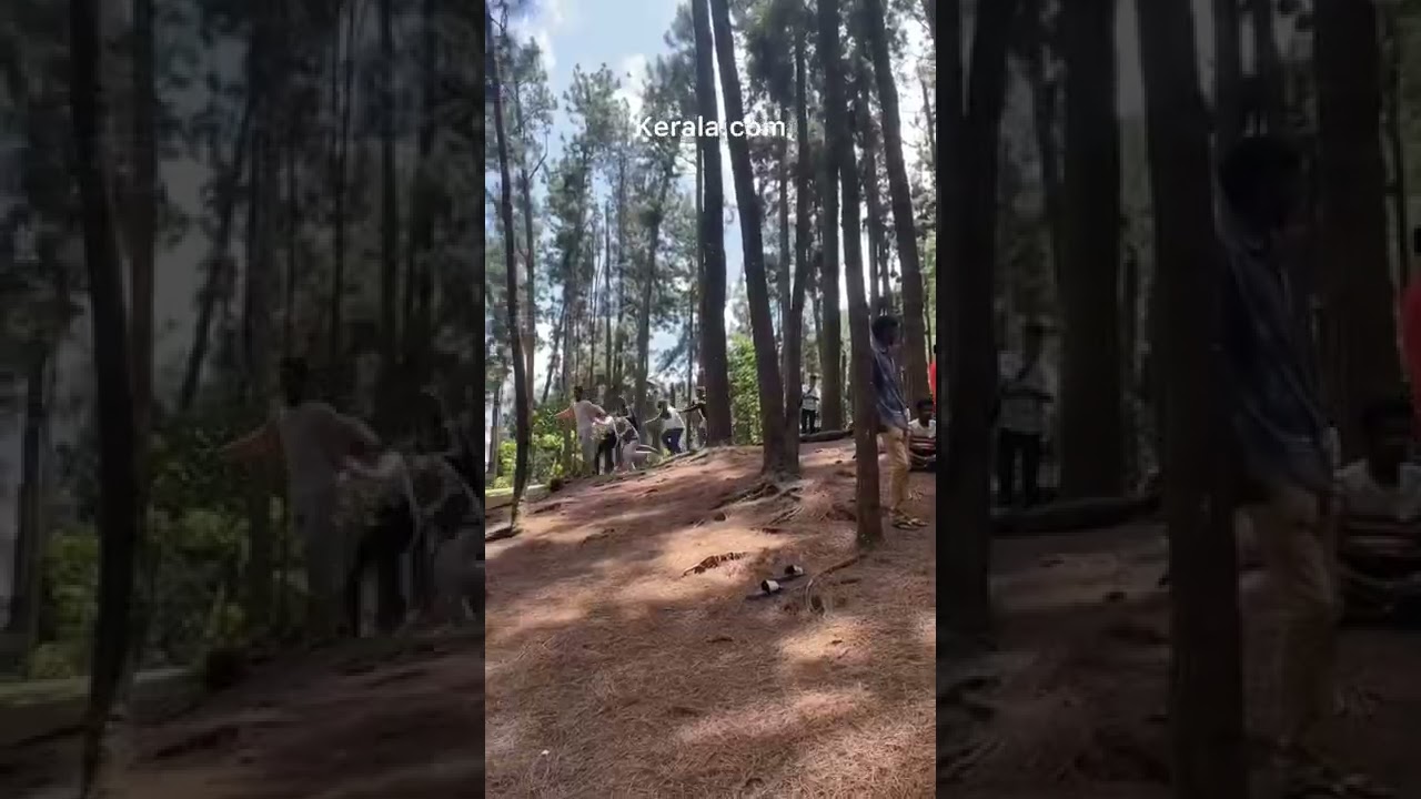 Vagamon Pine Forest.  