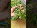 How To Grow Marvamu Plants with Stem Cutting 😱#Stem propagation 👍#love gardening 👍#❣️🍁