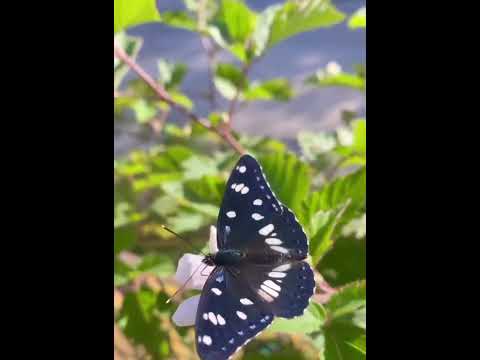 فراشة الطبيعة Beautiful Biterful فراشات 