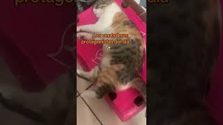 La carey o la negra ?     #Gatitos     #CatLovers     #Michis     #GatosDeTikTok