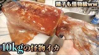 衝撃！！10kgの怪物イカから取り出した精子も怪物級だった件