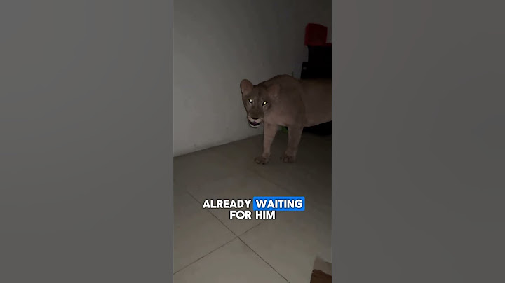 House Lions Ambush Owner At Midnight