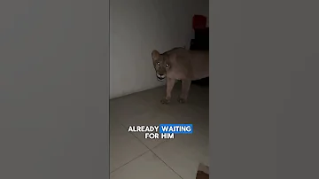 House Lions Ambush Owner At Midnight 