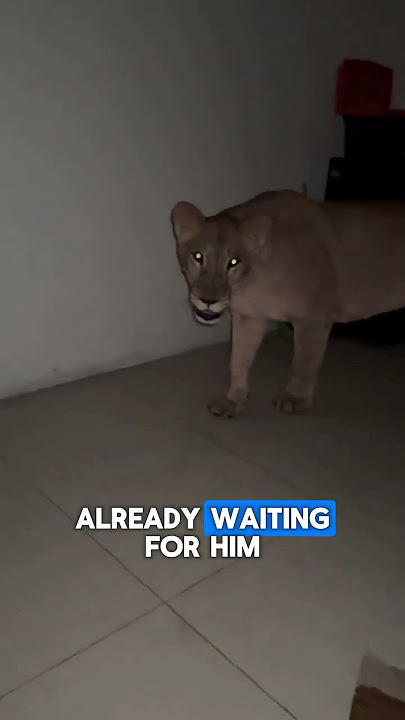 House Lions Ambush Owner At Midnight