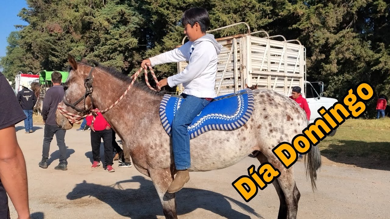 Plaza día Domingo // Edomex 