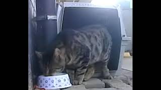 Wie Herkent Deze Cypers Die Verblijft Op Ijsselveld Nabij Trappenfabriek