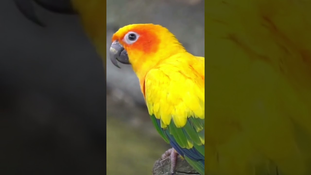 Beautiful Parrot 🦜 | Toty ki video | तोता 