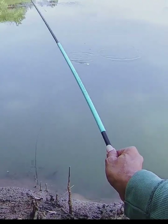 MANTAP TARIKANNYA BRO #fishing #mancing #tegekmelengkung #tambakbandeng