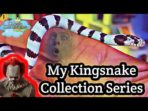 Vídeo: Raça De Répteis Kingsnake Hipoalergênica, Saúde E Longevidade