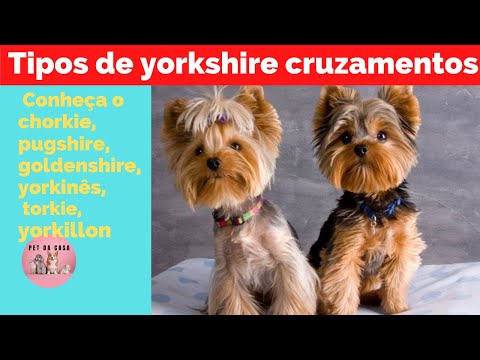 Vídeo: Odor de urina em cães