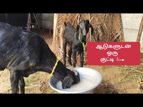 ஆடுகளுடன் நேரலை🦙🚜🐄🌾 @aadhiraimsyworld