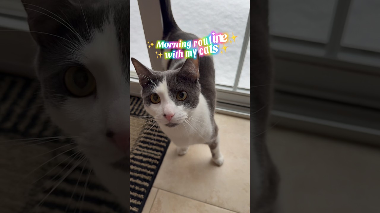 what I feed my cats • cat morning routine • freeze dried cat treats • wet food • BellePepper Cats