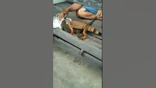 Di paksa ML..  Wkwwkwkwk..
