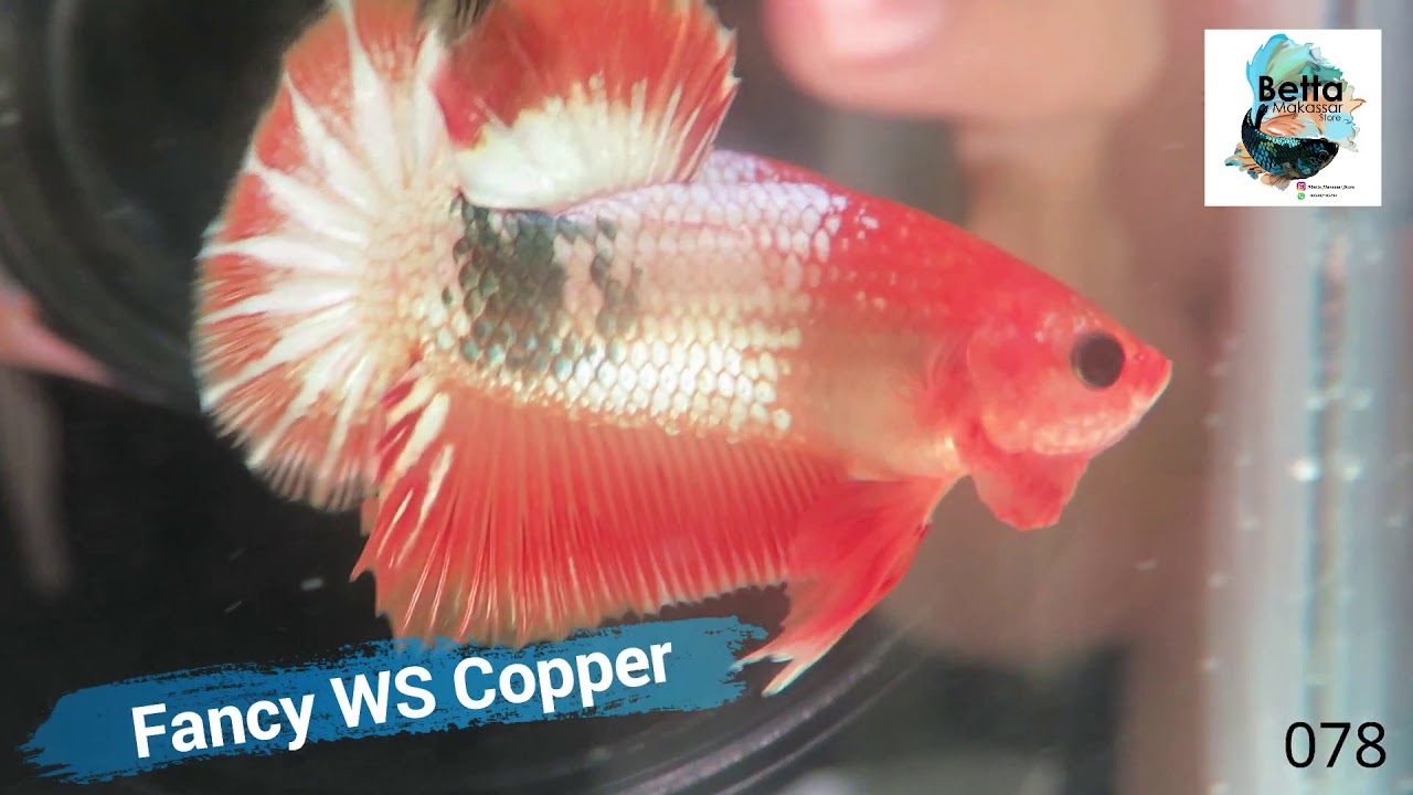 Betta Fancy WS Copper (kode 078)