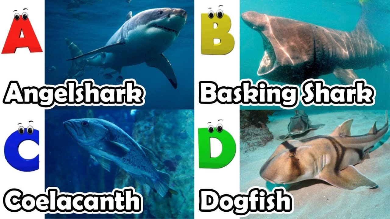 Alphabet Song with Sea Animals | ABC Learning Video for Preschool Kids | Koko Study Class