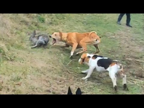 Cacería de Conejos | Galgos vs Conejo 2024 El segundo Del Sirio
