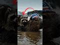 Capy Saves the Raccoon from the Flood #capybara