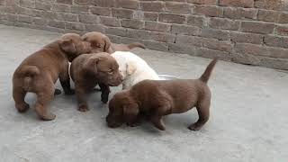 Labrador puppies for sale under 5000 by Dog Show World 40 views 3 months ago 7 minutes, 48 seconds