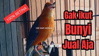 Download Lagu Suara Konslet Nraktak Birahi Emosi Anis Merah Ampuh Gacorkan Anis Loyo | HW ANIS MERAH MP3 Download Lagu Suara Konslet Nraktak Birahi Emosi Anis Merah Ampuh Gacorkan Anis Loyo | HW ANIS MERAH MP3