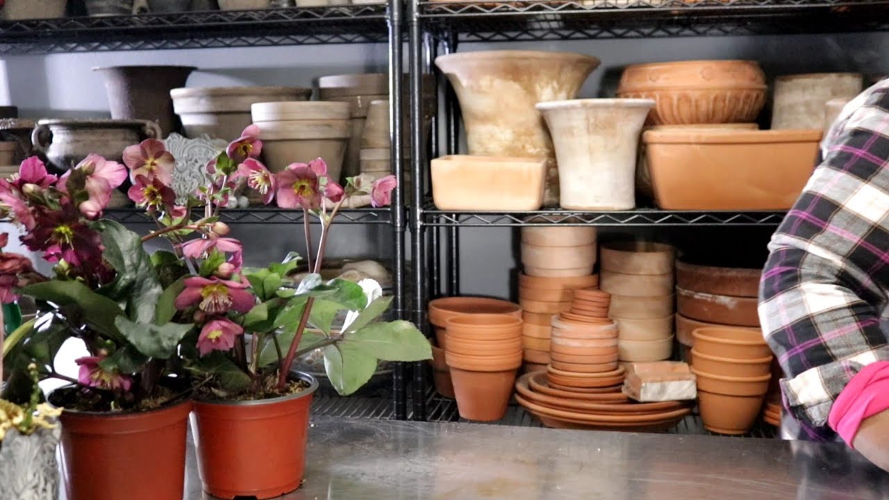 Adding Winter Color:Fertilizing Stock Seedling Antiquing +Quick & Easy Crockpot Recipe/ Garden Queen