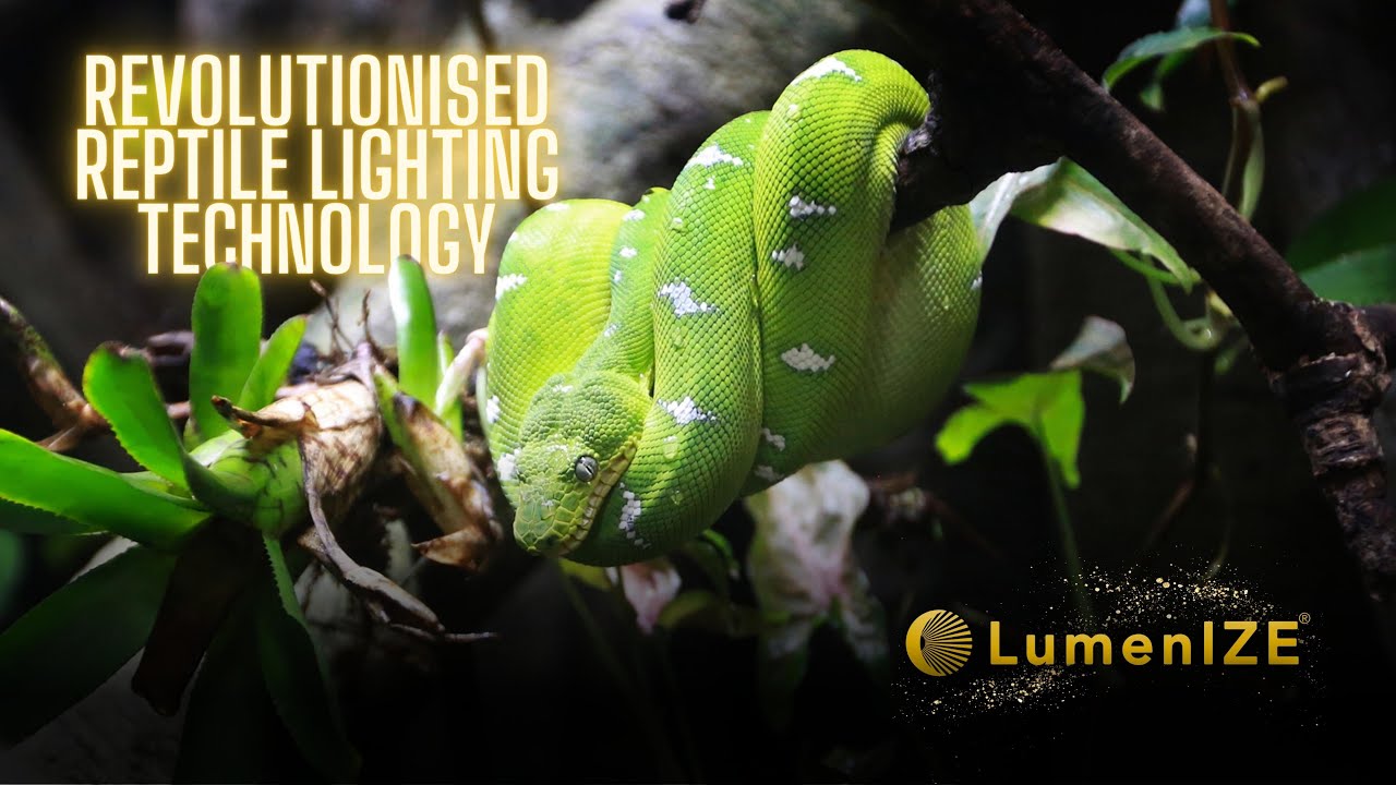 LumenIZE The Reptile Lights That Are Changing The Hobby YouTube