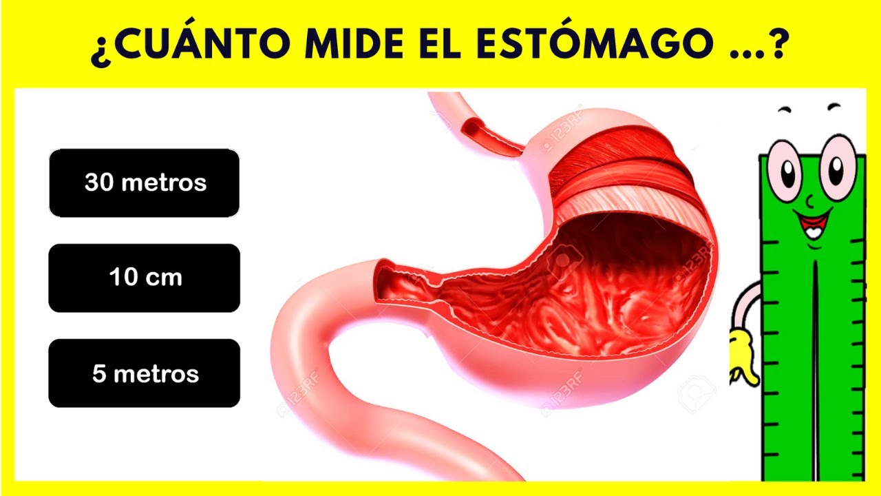 De Que Tamaño Es El Estomago