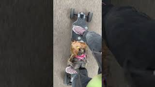 Skateboarding dog yorkie Lexi, going for a skate on a evolve electic skateboard