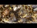 ошибки пчеловода , которые могут привести к гибели пчелосемей - август на пасеке