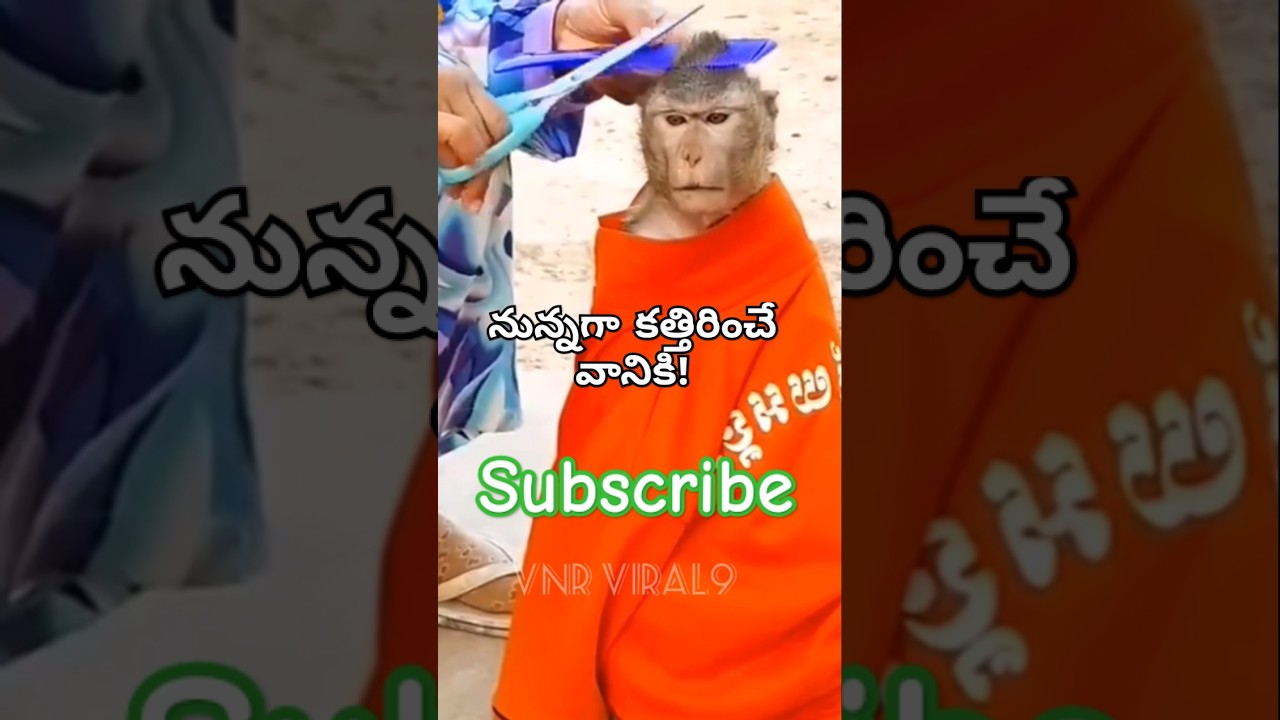 Nunnaga kattirince vaniki🤣 