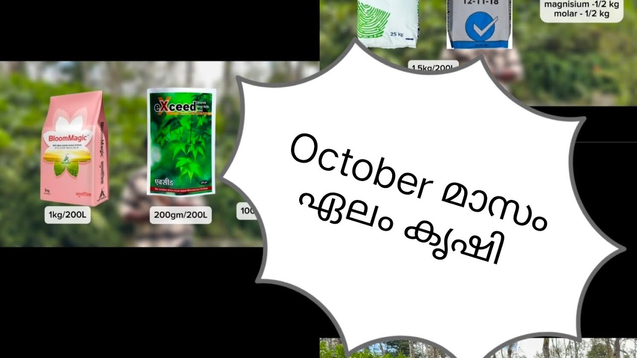 ഒക്ടോബർ മാസം ഏലം കൃഷി, october month cardamom 