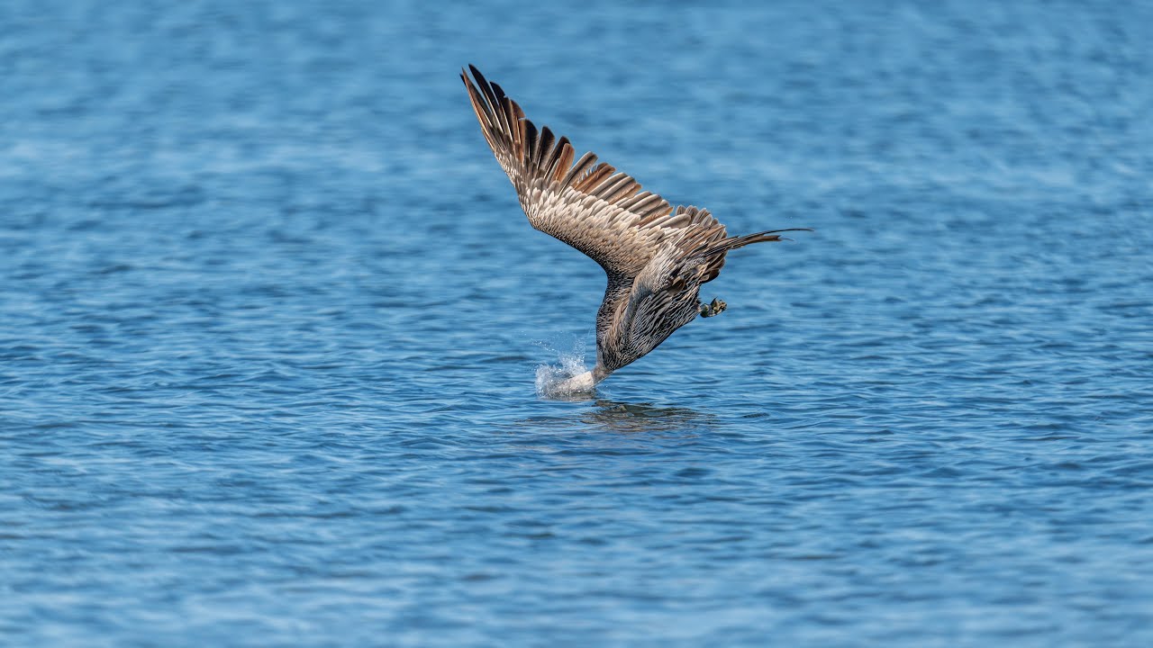 Diving Brown Pelican, Sony A1ii/Sony Alpha1ii, 4k Frame Animation
