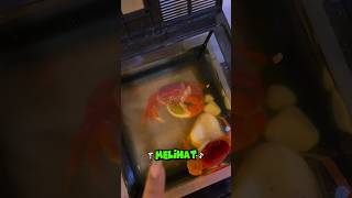 kaget! kepitingnya jadi dua #shortsfeed #kepiting #shorts #aquarium