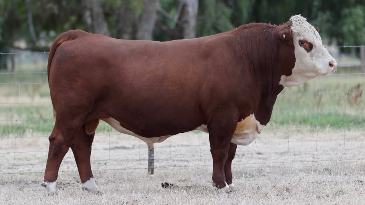 Lot 75 DAYU024 Days Whiteface 2025