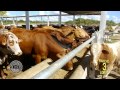 RANCHO3LOBOS/Beefmaster Yucatan.mp4
