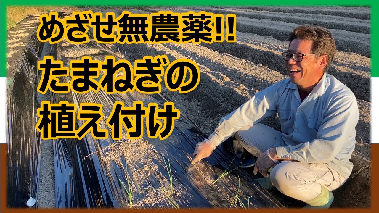 ricp*玉葱苗→プロフ見てください✤✼ Onion seedlings] If you want to grow big, round onions, this is it