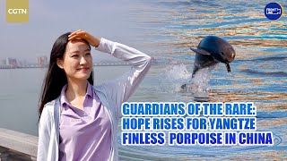 Guardians of the rare: Hope rises for Yangtze finless porpoise