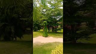 The Beauty of rural Life #nature #flowers #shortclips