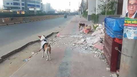 walking in crazy road