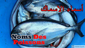 Comment s'appelle la famille des poissons ?