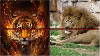 Why Are Tiger And Lion Fans So Bad?