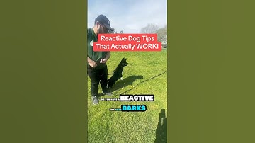 Reactive Dog Tips, That Actually WORK! #reactivedog #dogaggression #dogadvice #doghacks #dogtips