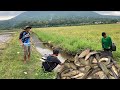 CATCHING NATIVE FISH IN THE RICE FIELD BY ELECTRICAL FISHING | BINOY TV