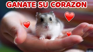 Gánate el corazón de tu HAMSTER ❤ by Pequeños Roedores 2,182 views 1 month ago 4 minutes, 7 seconds