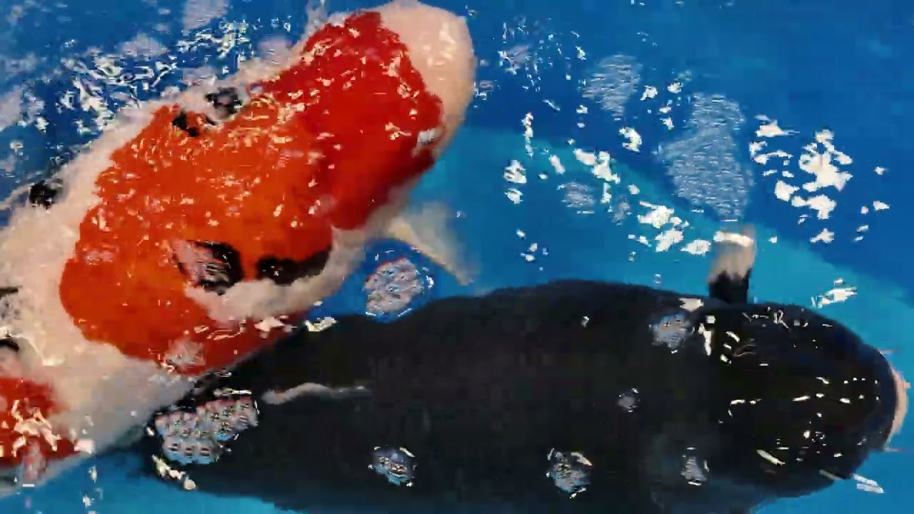 2026 San Diego Koi Show