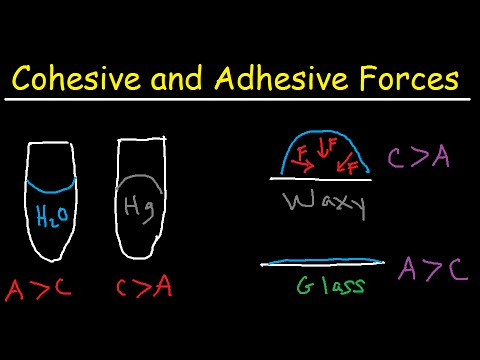 Vidéo: Différence Entre Les Forces Adhésives Et Cohésives