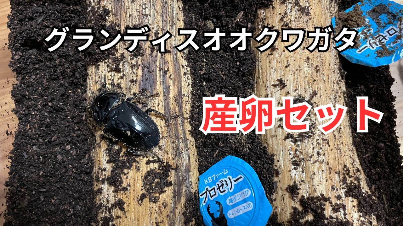 グランディスオオクワガタ 産卵セット組み方 - YouTube