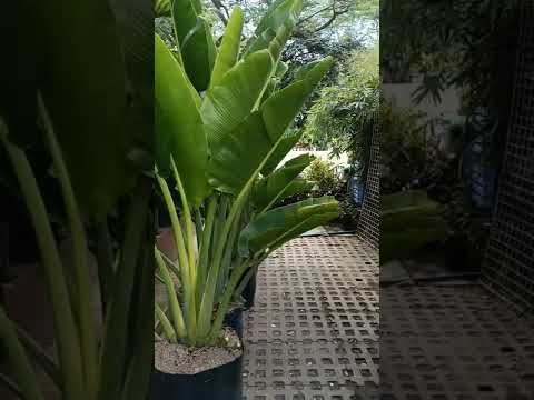 Video: Duritatea palmierului călătorilor: aflați despre creșterea plantelor de palmier călători