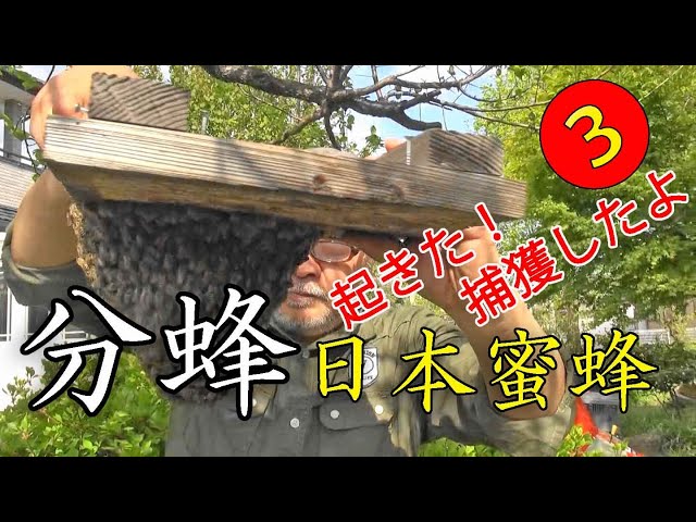 Japanese honeybee apiculture in 2020.part❸ Successful capture of